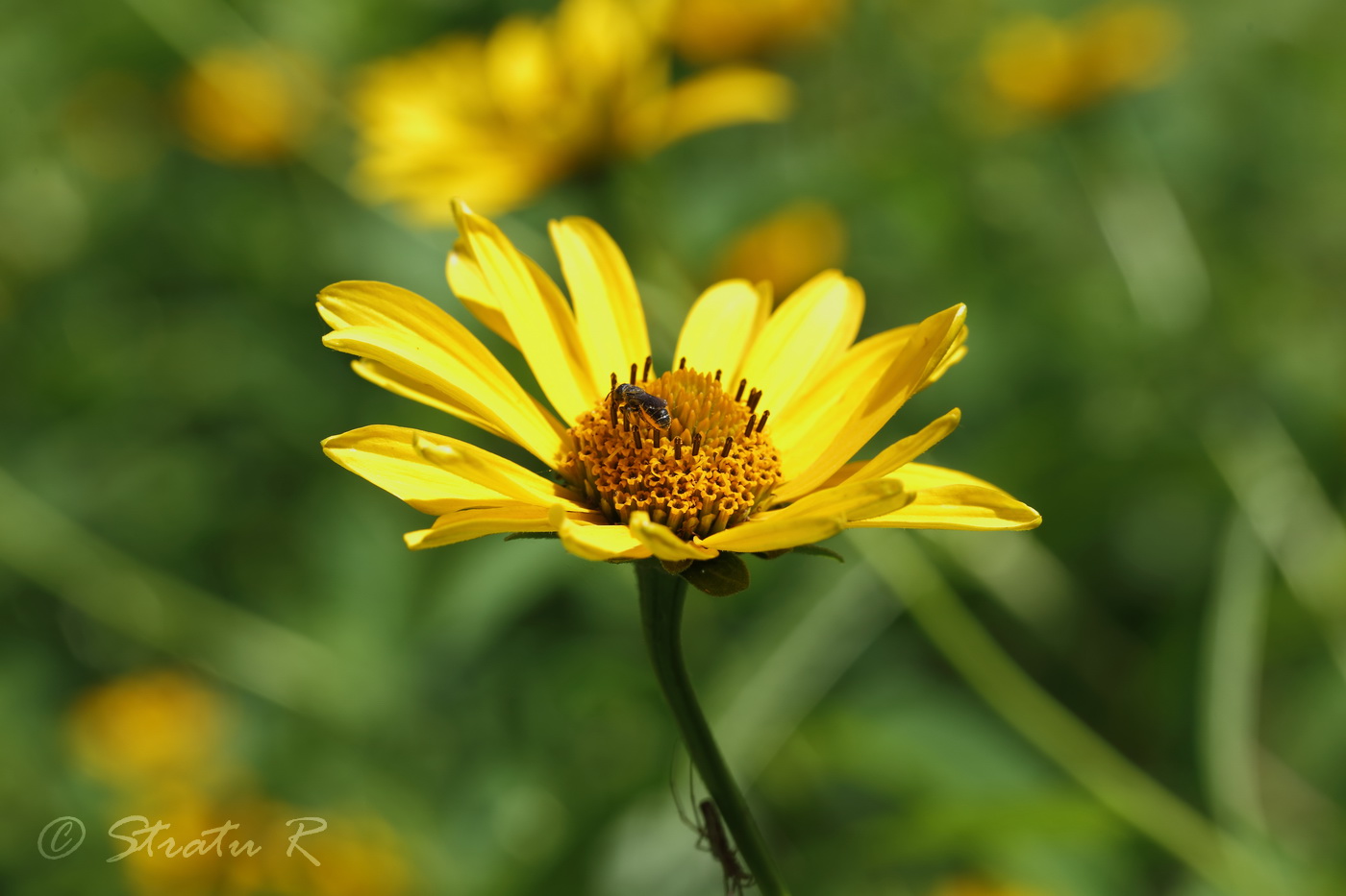 Изображение особи Heliopsis helianthoides ssp. scabra.