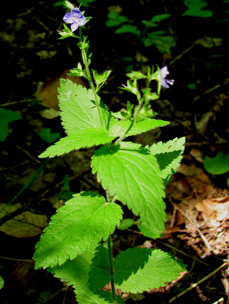 Image of Veronica magna specimen.