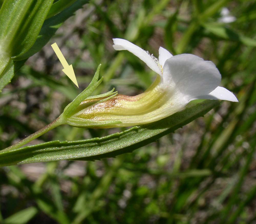 Изображение особи Gratiola officinalis.