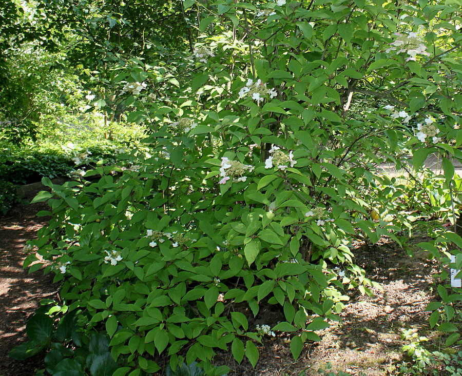 Image of Hydrangea heteromalla specimen.