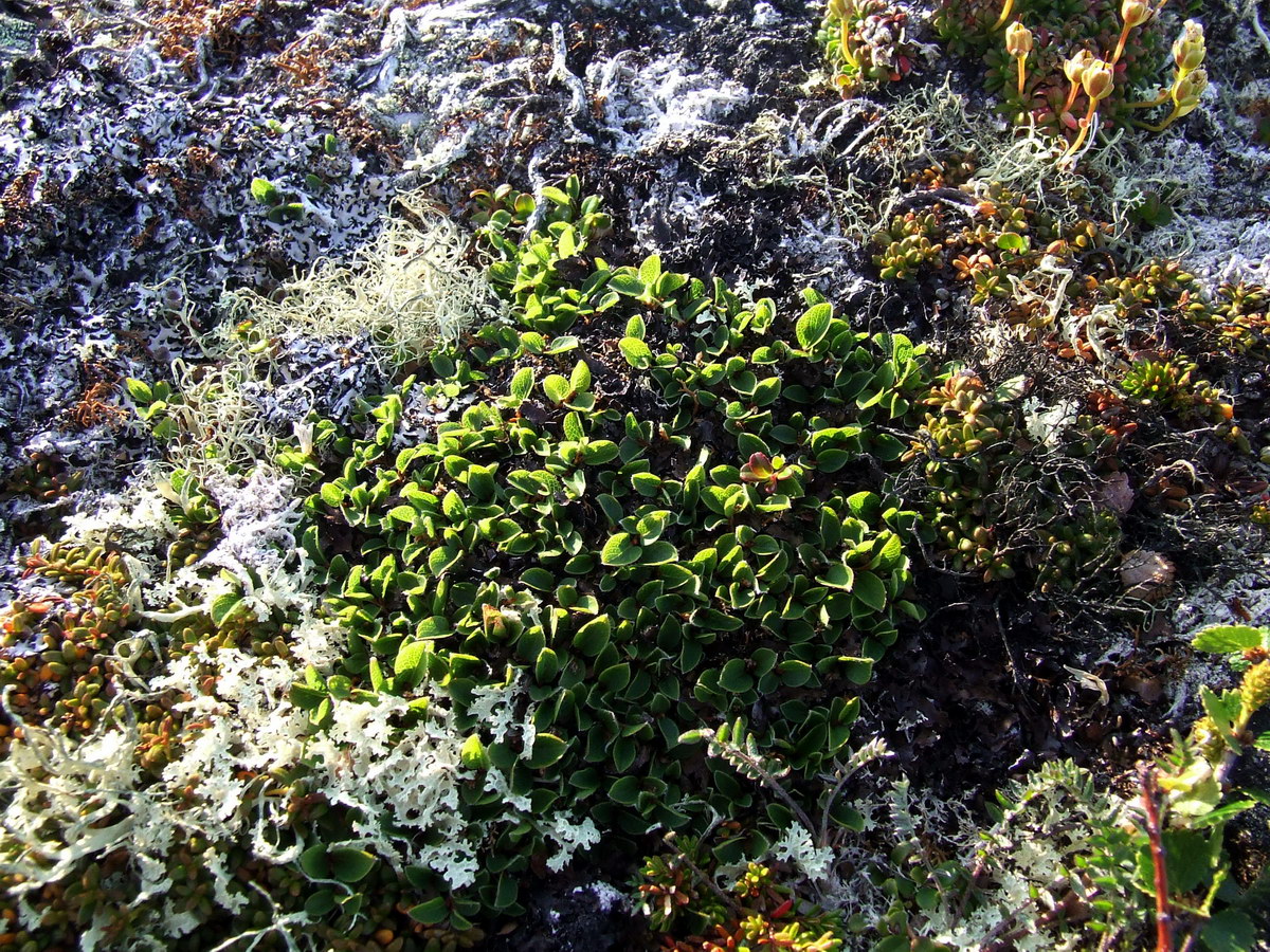 Image of Salix herbacea specimen.