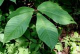 Aesculus parviflora. Лист. Германия, г. Дюссельдорф, Ботанический сад университета. 03.07.2014.