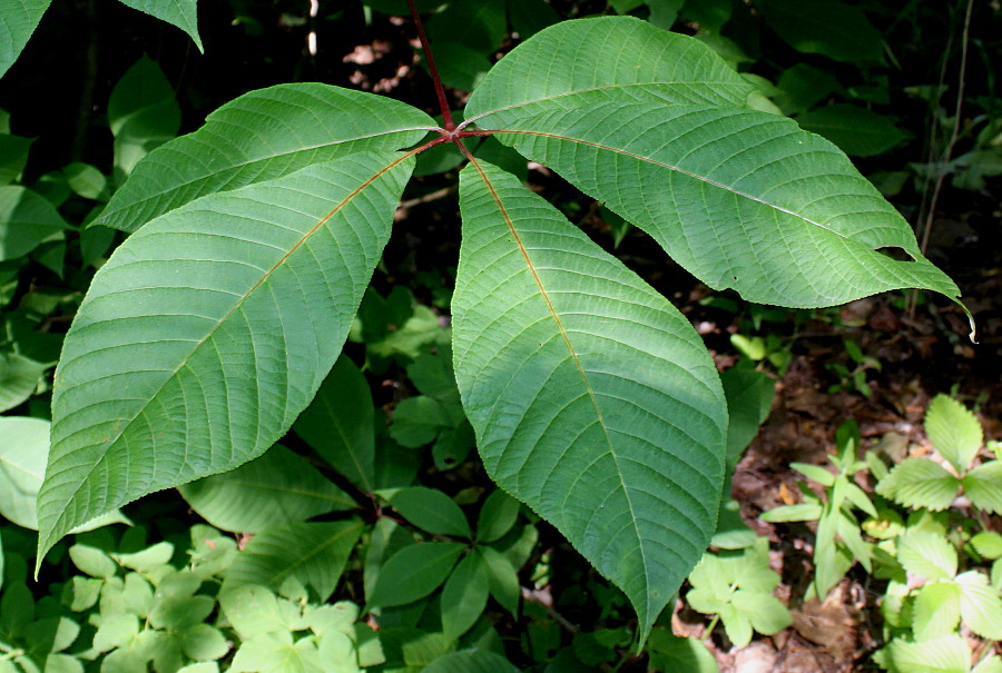 Изображение особи Aesculus parviflora.