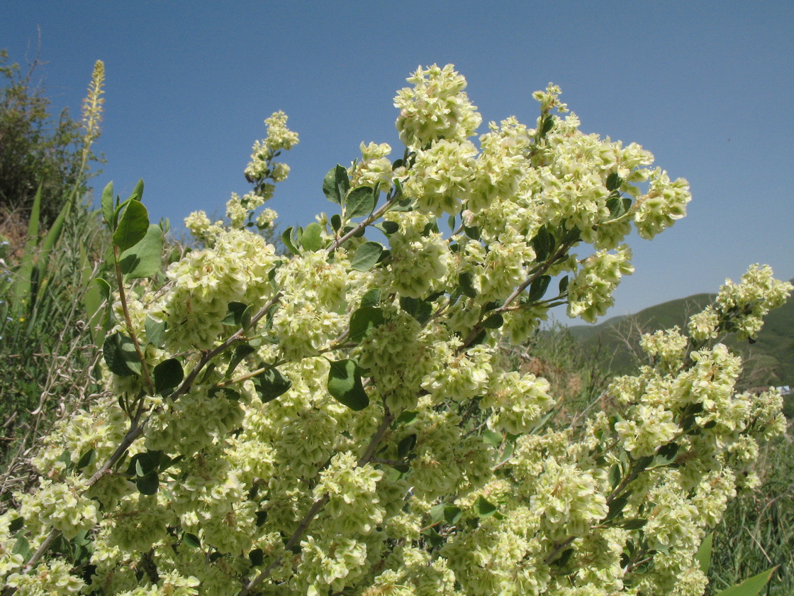 Изображение особи Atraphaxis pyrifolia.