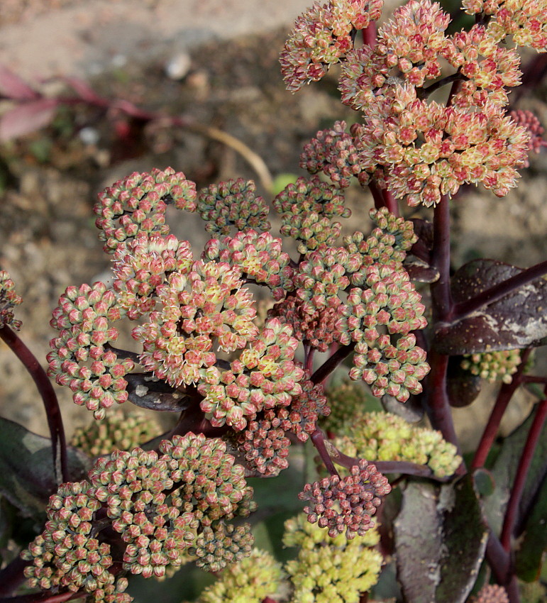 Image of Hylotelephium triphyllum specimen.