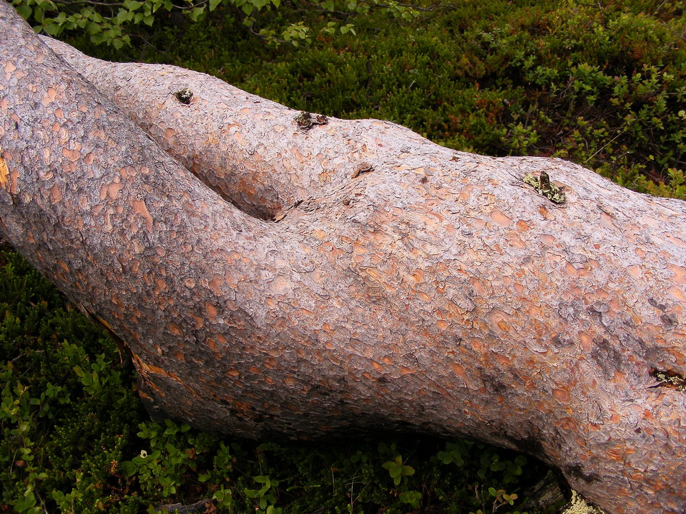 Image of Pinus friesiana specimen.