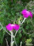 Lychnis coronaria