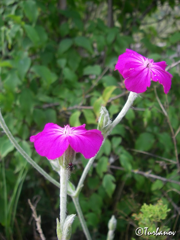 Image of Lychnis coronaria specimen.