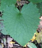 Lunaria rediviva. Лист. Москва, ГБС. 3 октября 2008 г.