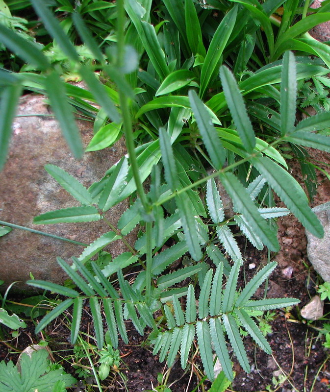 Image of Sanguisorba parviflora specimen.