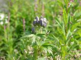 Aconitum maximum