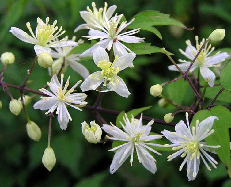 Image of Clematis brevicaudata specimen.