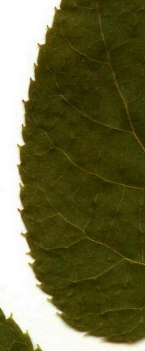 Image of Tilia nasczokinii specimen.