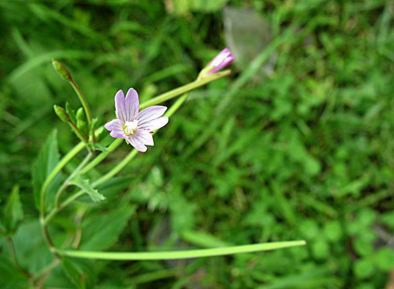 Изображение особи род Epilobium.