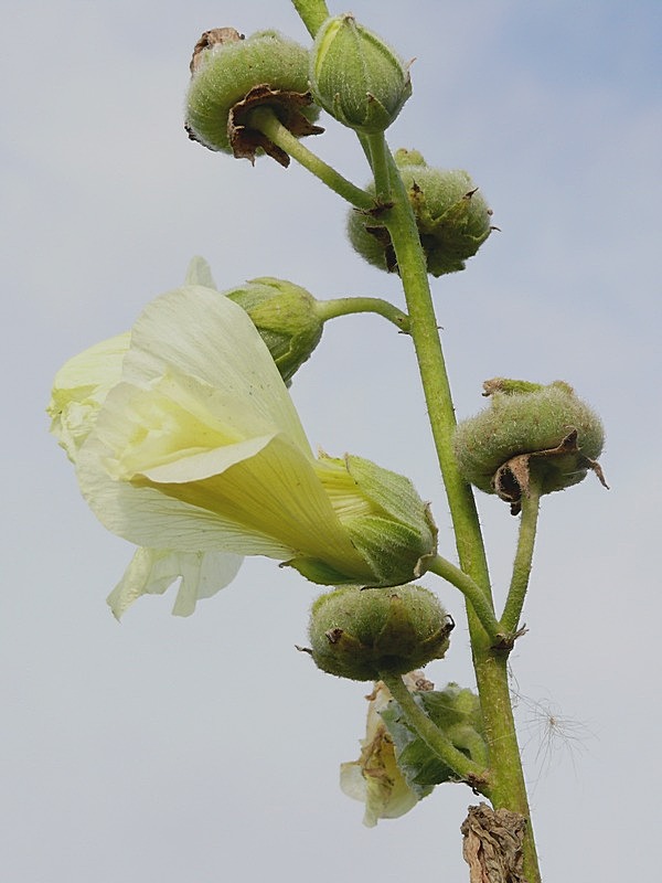 Изображение особи Alcea frolowiana.