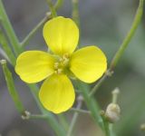 Diplotaxis tenuifolia