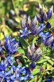 Gentiana septemfida