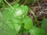 Prunella vulgaris. Верхушка побега с остатками соцветия. Архангельская обл., Вельский р-н. Август 2009 г.