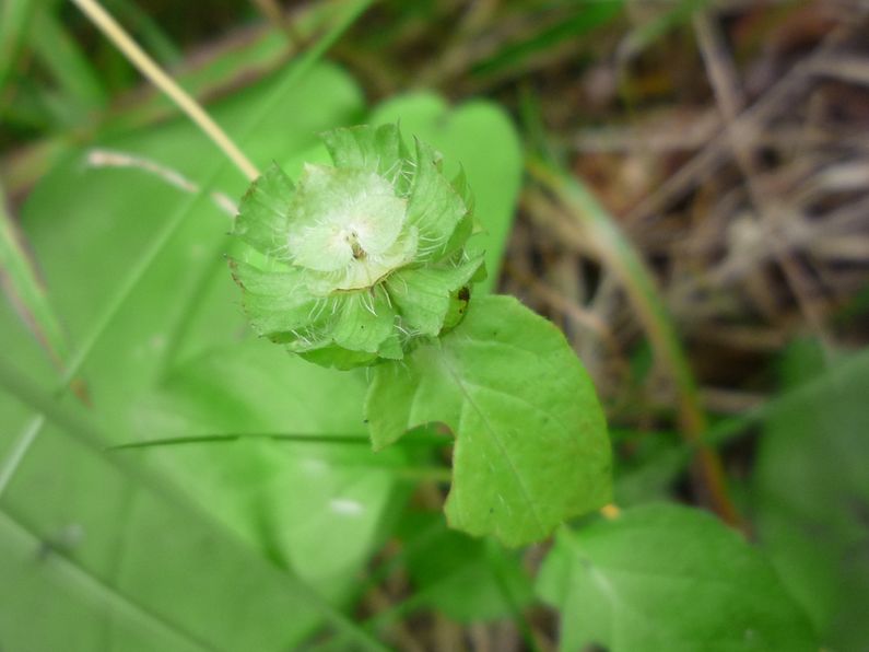 Изображение особи Prunella vulgaris.