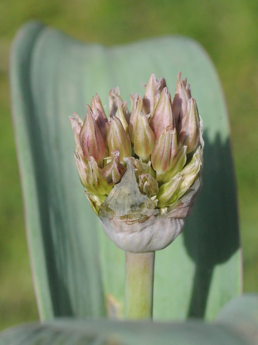Image of Allium nevskianum specimen.