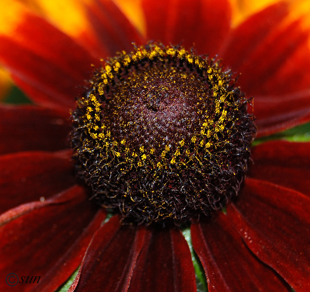 Image of Rudbeckia hirta specimen.