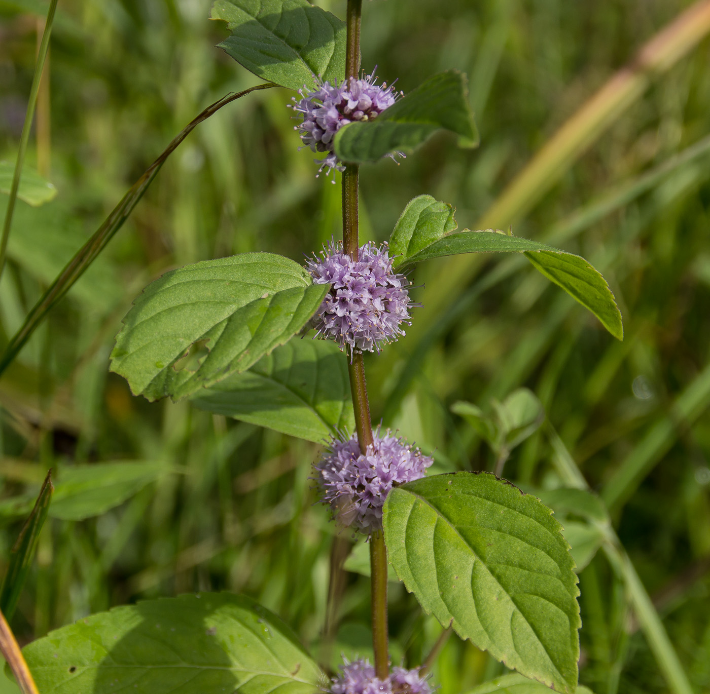 Image of Mentha arvensis specimen.