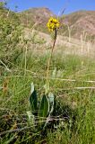 Ligularia altaica. Цветущее растение. Казахстан, Восточно-Казахстанская обл., долина реки Коксу. Начало мая 2012 г.