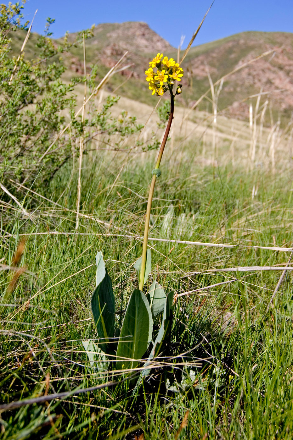 Изображение особи Ligularia altaica.