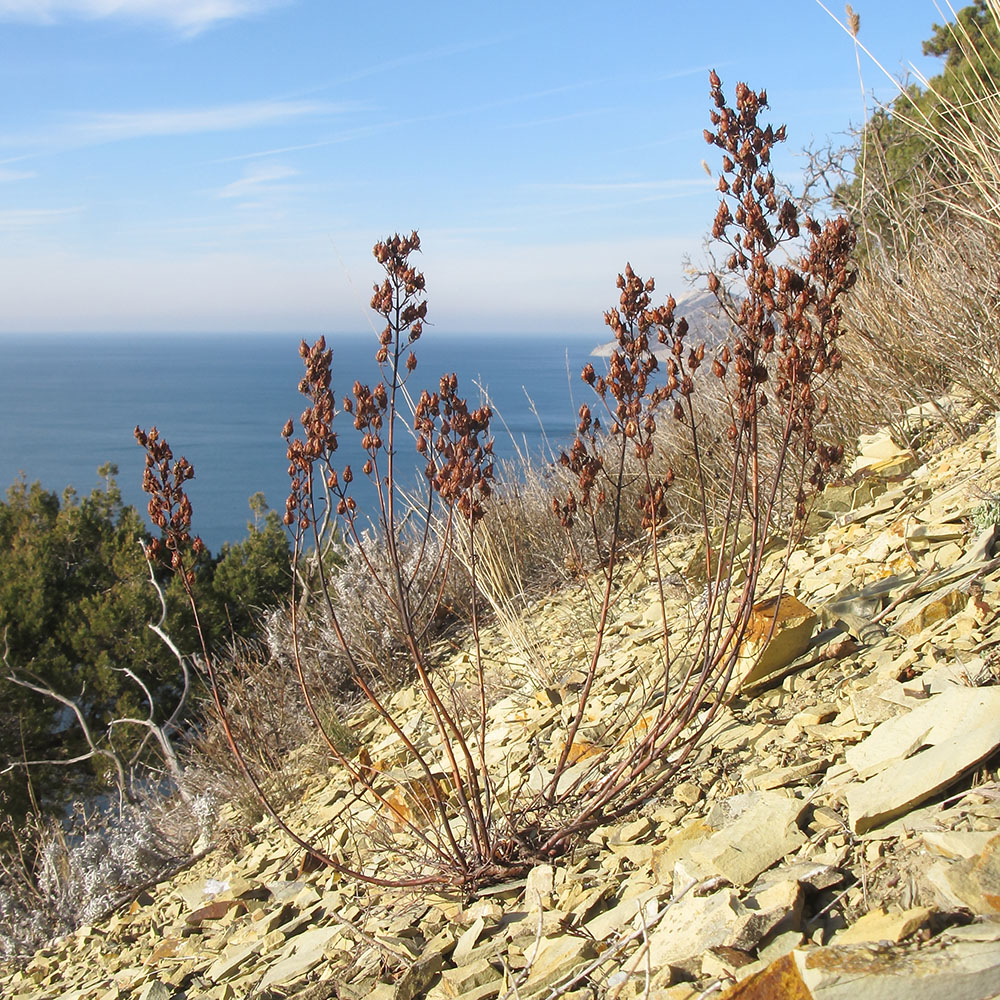 Image of Hypericum lydium specimen.