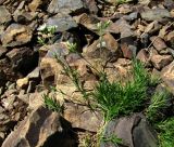Minuartia oreina. Цветущее растение. Краснодарский край, хр. Аибга, осыпь, ≈ 2400 м н.у.м. 09.07.2015.