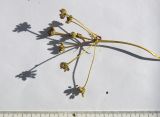 Carum caucasicum