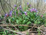 Pulmonaria obscura