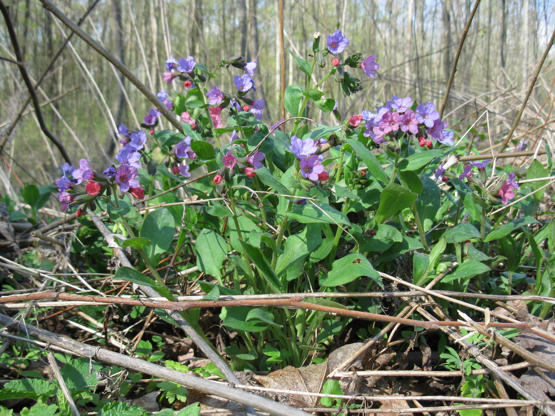 Image of Pulmonaria obscura specimen.