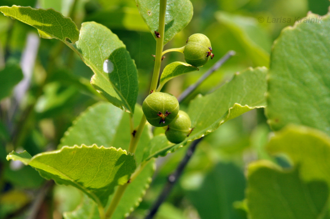 Изображение особи Flueggea suffruticosa.