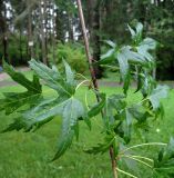 Acer saccharinum