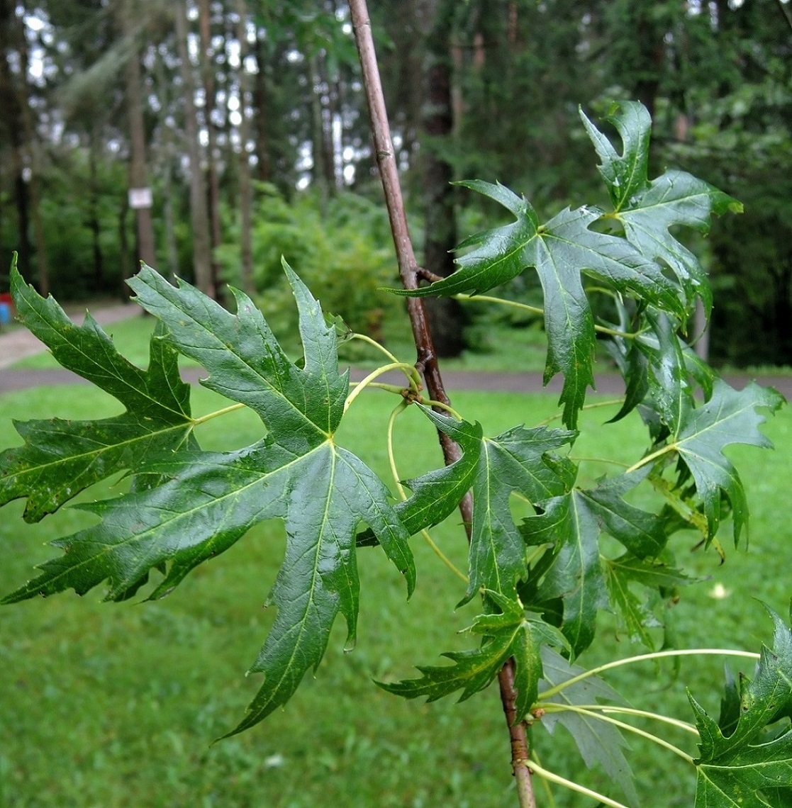 Image of Acer saccharinum specimen.