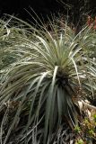 Puya alpestris. Вегетирующее растение. США, Калифорния, Сан-Франциско, ботанический сад. 14.02.2014.