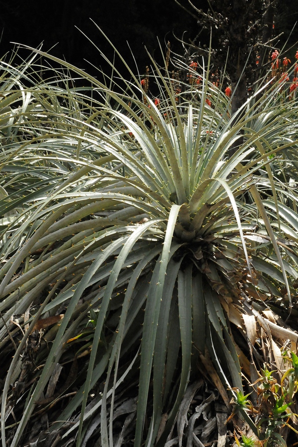 Изображение особи Puya alpestris.