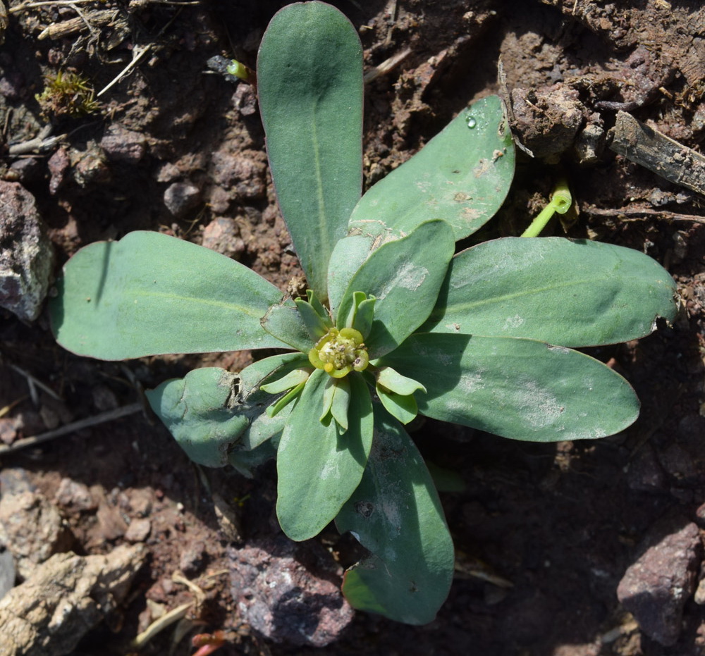 Изображение особи Euphorbia rapulum.