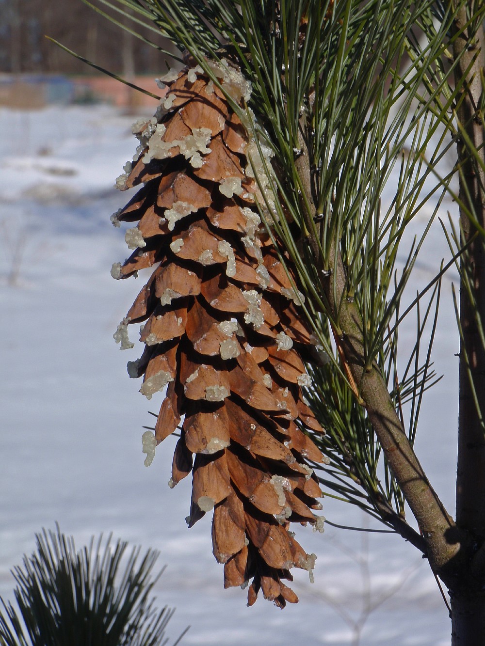 Изображение особи Pinus peuce.