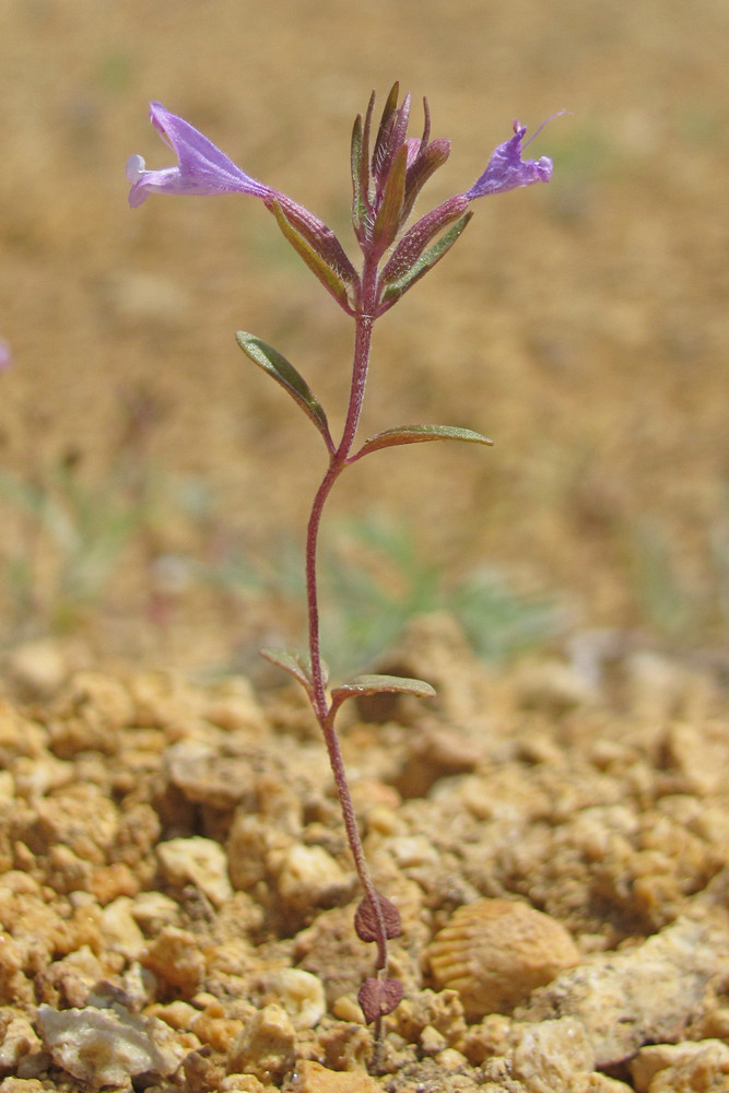 Image of Ziziphora taurica specimen.