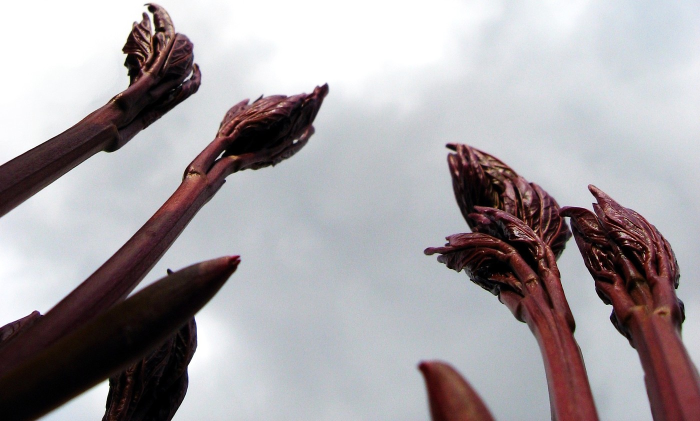 Image of Paeonia officinalis specimen.