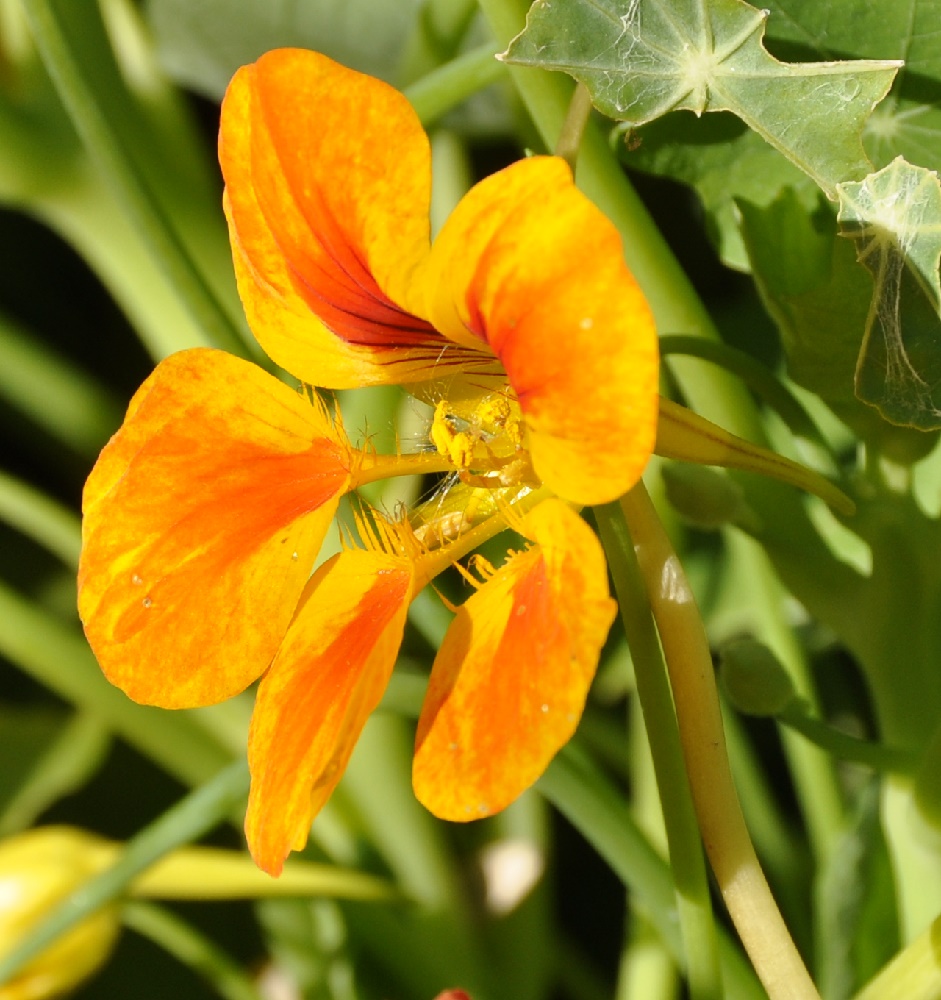 Изображение особи Tropaeolum majus.