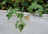 Solanum incanum. Верхушка побега с плодами. Таиланд, пров. Сураттхани, о-в Пханган, в культуре. 24.06.2013.