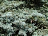 Picea pungens форма glauca. Нижние ветви. Иркутск, в озеленении. 10.07.2014.