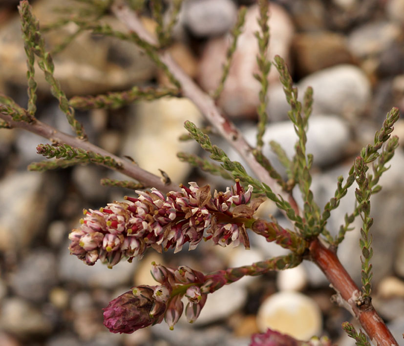 Image of Myricaria squamosa specimen.