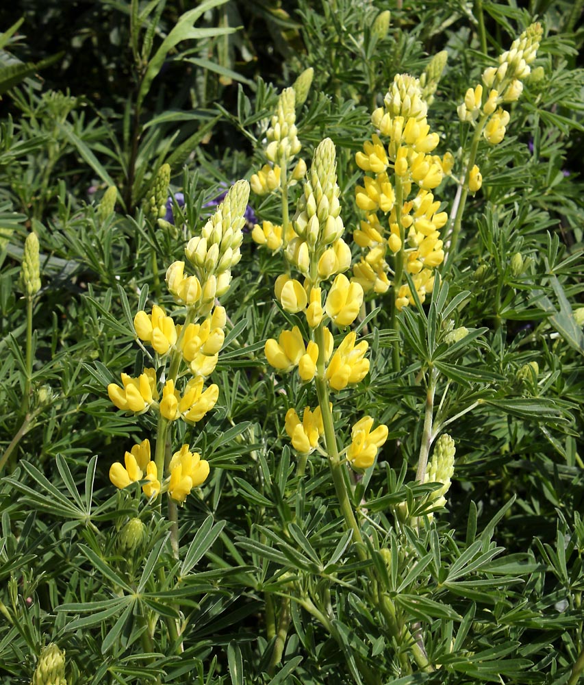 Изображение особи Lupinus arboreus.