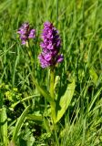 Dactylorhiza euxina. Цветущее растение. Карачаево-Черкесия, окр. пос. Архыз, долина р. София, ≈ 1900 м н.у.м., влажный луг у берега реки. 18.06.2015.