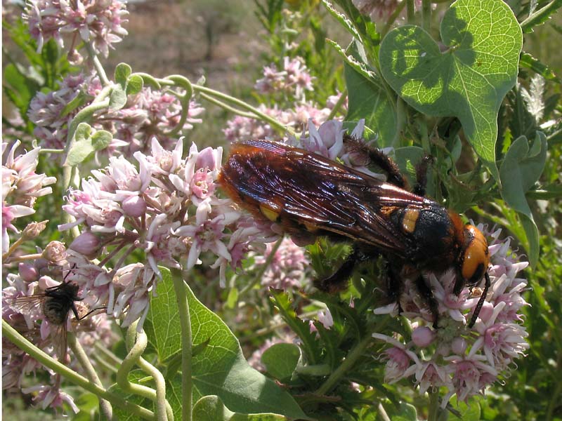Image of Cynanchum acutum specimen.
