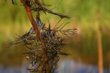 Myriophyllum sibiricum